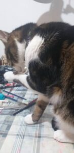 Katarina Stevanovic's cat Harry licking paw